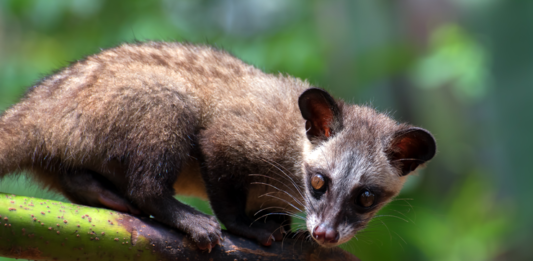 trafico-de-animais-selvagens-tem-dados-alarmantes-no-Brasil-e-no-mundo-2