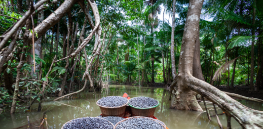 acai-um-sucesso-perigoso-para-a-biodiversidade-da-amazonia