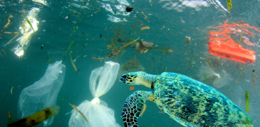 plastico-impacta-1-em-cada-10-animais-marinhos-no-brasil.01