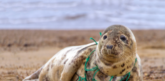 plastico-impacta-1-em-cada-10-animais-marinhos-no-brasil.02