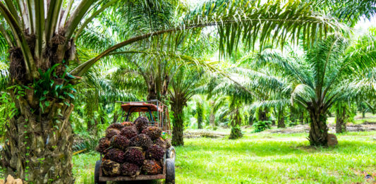 Harvesting palm oil in the plant