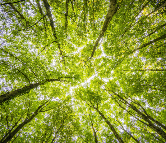 Incentivos fiscais sustentáveis ganham respiro com a nova Reforma Tributária