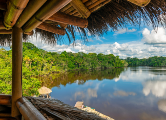 Amazônia é o grande reservatório de carbono que pode salvar o planeta