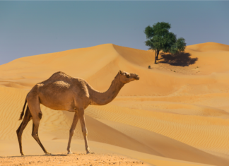 Você sabia que um grau a mais na temperatura também gera uma catástrofe para o ecossistema dos desertos?