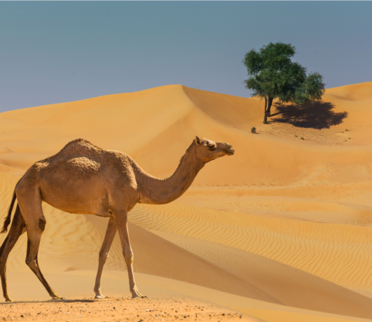 Você sabia que um grau a mais na temperatura também gera uma catástrofe para o ecossistema dos desertos?