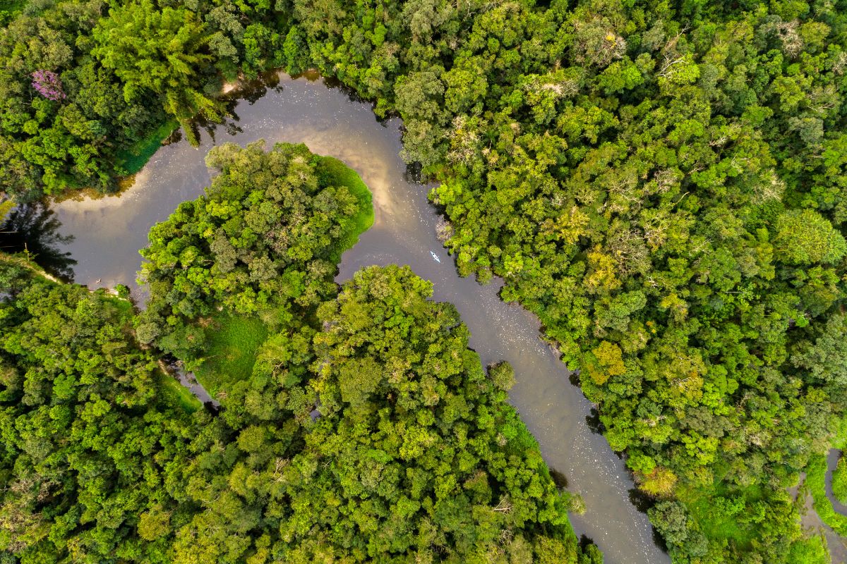 Amazônia registra menor desmatamento em 11 anos com queda de 11% em 2025