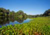 Pantanal desaparece sob a seca e perde 80% de sua água em quatro décadas