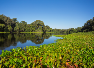 Pantanal desaparece sob a seca e perde 80% de sua água em quatro décadas