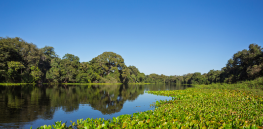 Pantanal desaparece sob a seca e perde 80% de sua água em quatro décadas