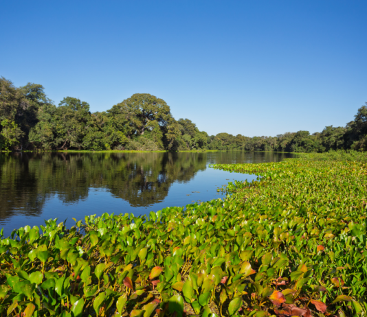 Pantanal desaparece sob a seca e perde 80% de sua água em quatro décadas