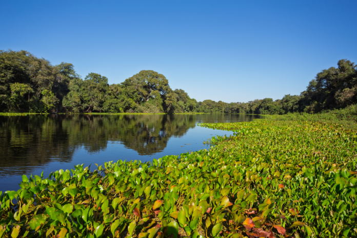 PENSAMENTO VERDE AGOSTO_PANTANAL