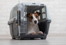 Por que dar calmante ao seu pet antes do voo pode ser mais perigoso que a viagem?