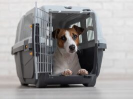 Por que dar calmante ao seu pet antes do voo pode ser mais perigoso que a viagem?