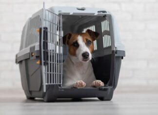 Por que dar calmante ao seu pet antes do voo pode ser mais perigoso que a viagem?