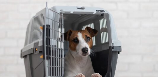Por que dar calmante ao seu pet antes do voo pode ser mais perigoso que a viagem?