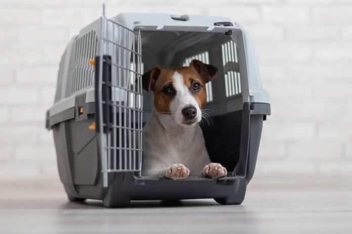 Por que dar calmante ao seu pet antes do voo pode ser mais perigoso que a viagem
